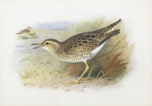 Bartram’s Plover