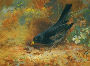 Blackbird