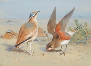 Cream Coloured Courser And Pratincole