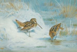 Frozen Out Snipe
