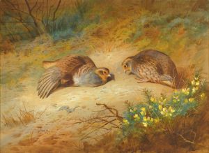 Grey Partridge