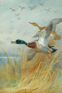 Mallard Rising