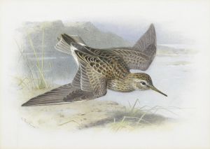 Pectoral Sandpiper