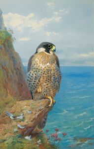 Peregrine At Auchencairn