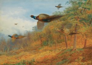 Pheasants Breaking Out Of Cover