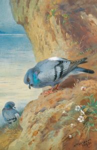 Rock Doves