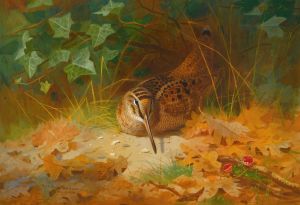 Woodcock