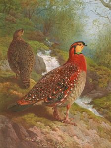 Blyth’s Tragopan