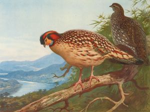 Cabot’s Tragopan