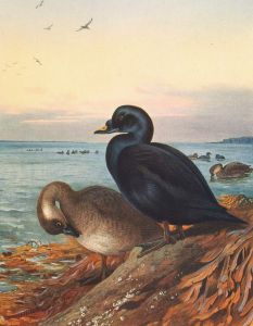 Common Scoter