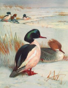 Goosander
