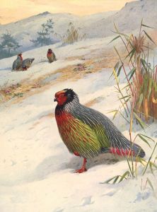 Kuser’s Blood Partridge