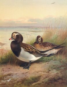 Long-Tailed Duck