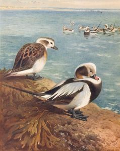 Long-Tailed Duck