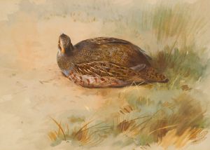 Partridge