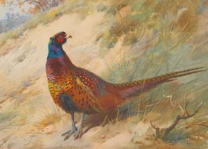 Pheasant