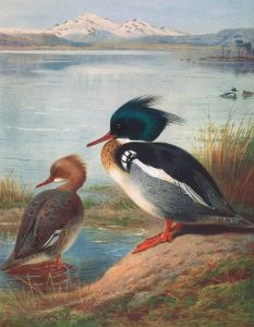 Red-Breasted Merganser