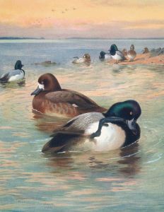 Scaup Duck