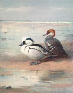 Smew