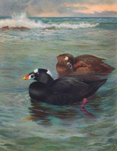 Surf-Scoter
