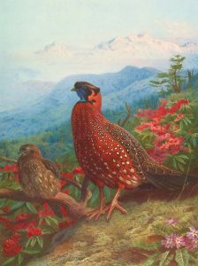 The Satyr Tragopan