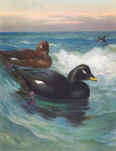Velvet-Scoter