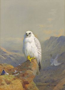 A Greenland falcon on a rocky outcrop