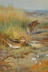 A Pair of Snipe