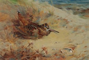 Woodcock sheltering in the sand dunes