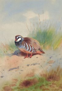 Red-Legged Partridge