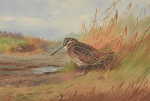 A Woodcock