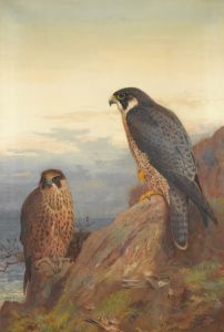 An Adult And Immature Peregrine
