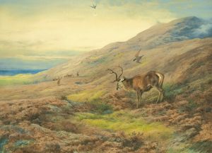 In The Highlands, Red Stag Mobbed By A Pair Of Peregrines