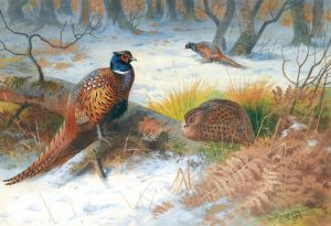 Pheasants In The Snow