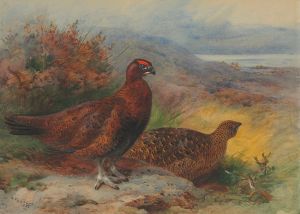 A pair of red grouse in a landscape