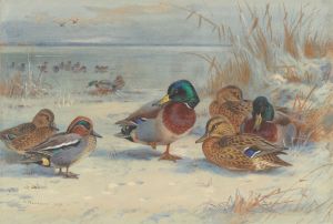 Mallard and teal in the snow