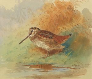 Woodcock at water’s edge
