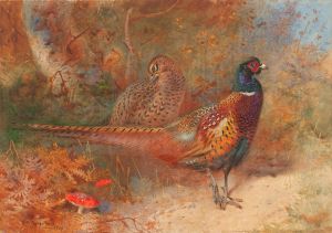 A cock and hen pheasant