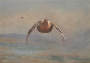 Grouse in flight