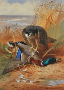 Peregrine falcon and mallard duck on a sandbank