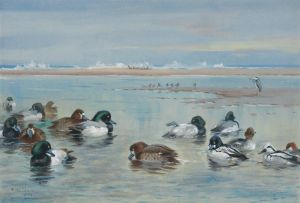 Scaup, Golden Eye and Smew