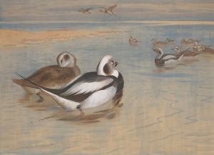Long-tailed ducks