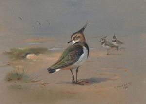 Green Plovers