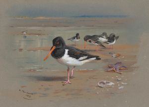 Oyster Catchers