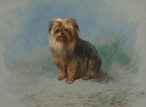 A Norfolk terrier