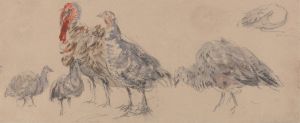 Study of Turkeys