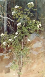 White rowan