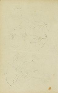 Sketches of head and hind legs of a lion