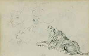 Four lion studies