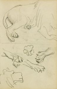 Various studies of lion leg, paws and head